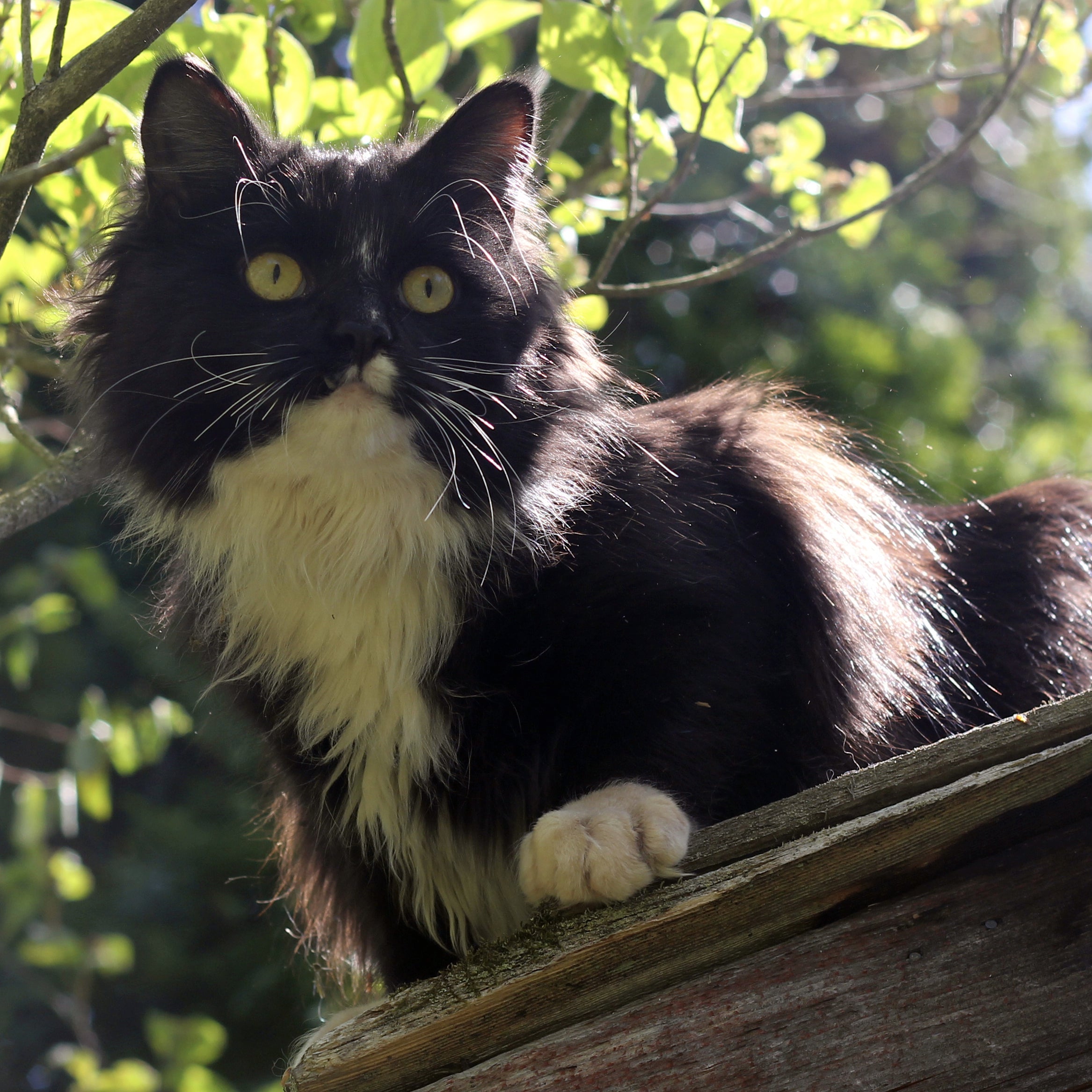 Meet the Animals  FLUFFY BUTT RESCUE